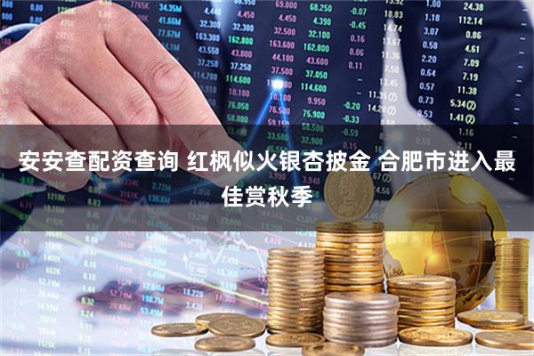 安安查配资查询 红枫似火银杏披金 合肥市进入最佳赏秋季