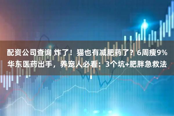 配资公司查询 炸了！猫也有减肥药了？6周瘦9%华东医药出手，养宠人必看：3个坑+肥胖急救法