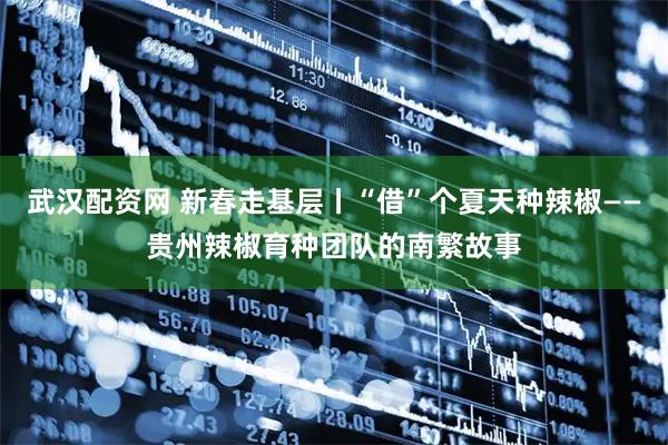 武汉配资网 新春走基层丨“借”个夏天种辣椒——贵州辣椒育种团队的南繁故事