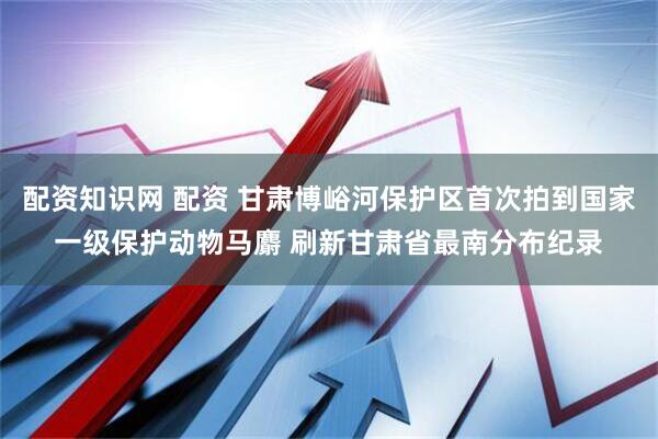 配资知识网 配资 甘肃博峪河保护区首次拍到国家一级保护动物马麝 刷新甘肃省最南分布纪录