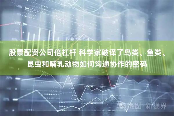 股票配资公司倍杠杆 科学家破译了鸟类、鱼类、昆虫和哺乳动物如何沟通协作的密码